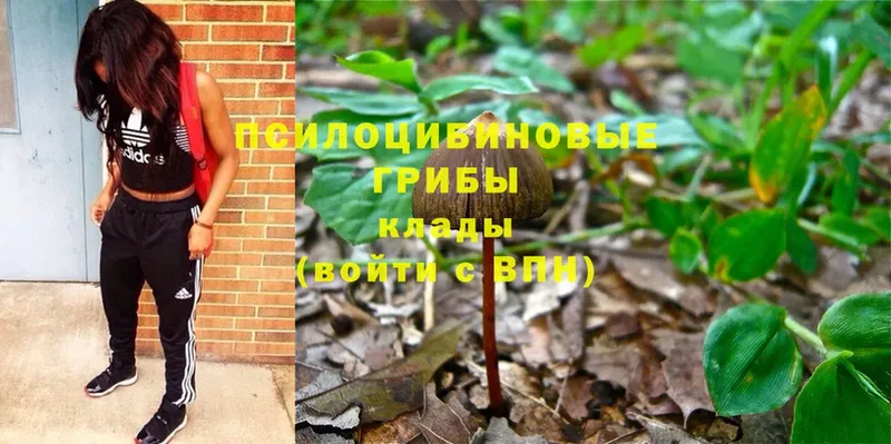 Псилоцибиновые грибы Psilocybine cubensis  купить наркоту  Тулун 