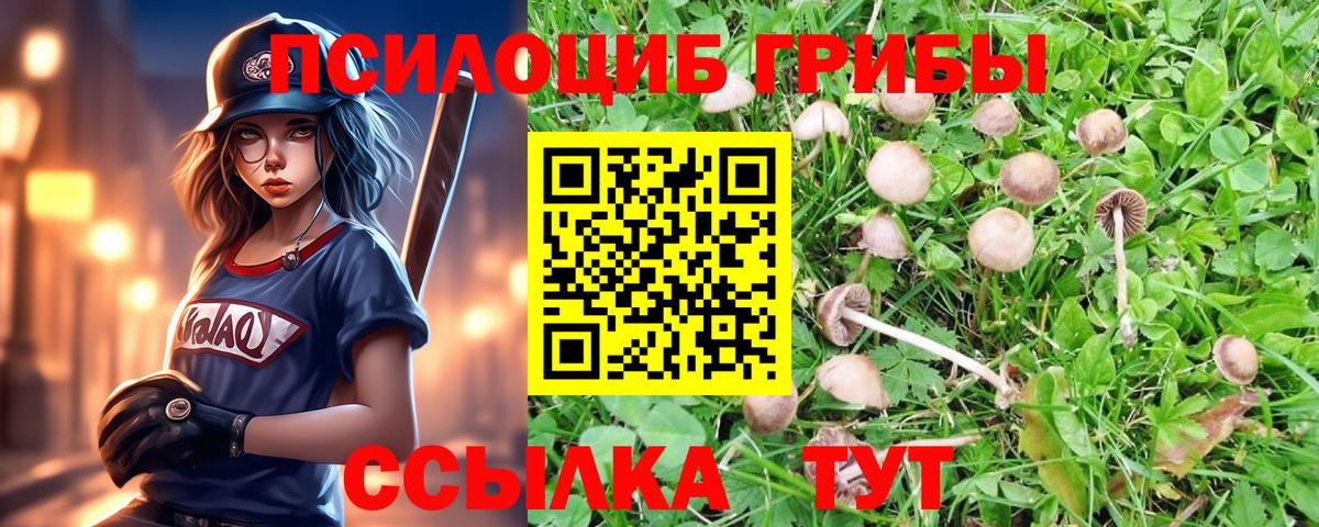 Псилоцибиновые грибы Psilocybe Тулун